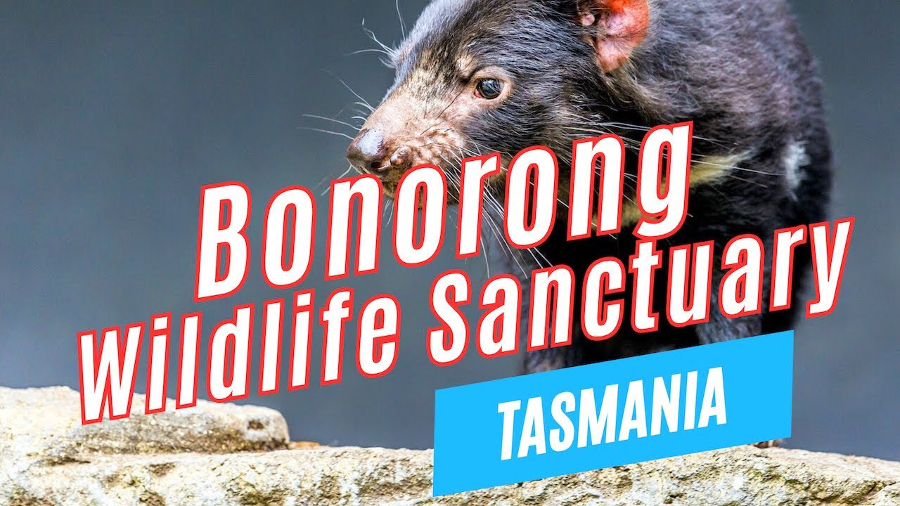Join a traveler on a visit to Bonorong Wildlife Sanctuary.