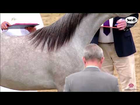 N 5 THEIA AL JOOD   2nd Qatar AH Show for Local Bred   Yearling Fillies Class 1A