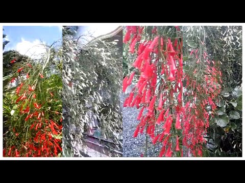 Firecracker Fern | Russelia equisetiformis |Coral fountain Plant