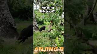 Download lagu Babi Hutan Dikejar Anjing mp3