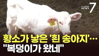 황소가 낳은 돌연변이 '흰 송아지'…"우리 마을에 복덩이가 왔어" [뉴스7]