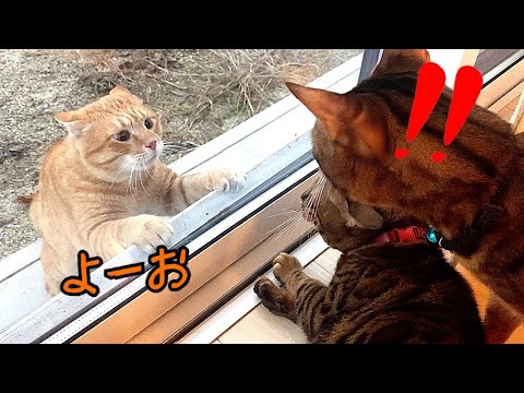飼い猫と野生猫は長い間お互いを避けてきた