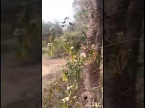 bhandeera vanam.. vrindavan ❤🙏