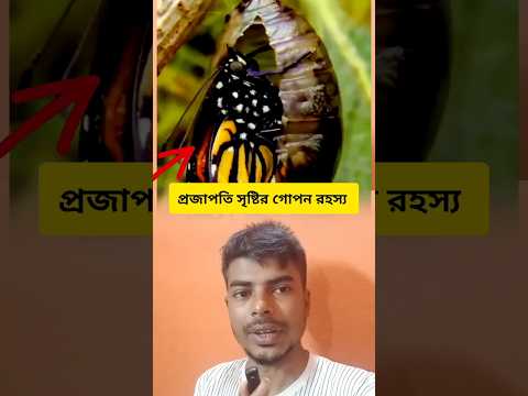 🦋 প্রজাপতি সৃষ্টির গোপন রহস্য! জানলে আপনি অবাক হবেন 😱#প্রজাপতি #প্রকৃতি #Butterfly #Nature #Amazing