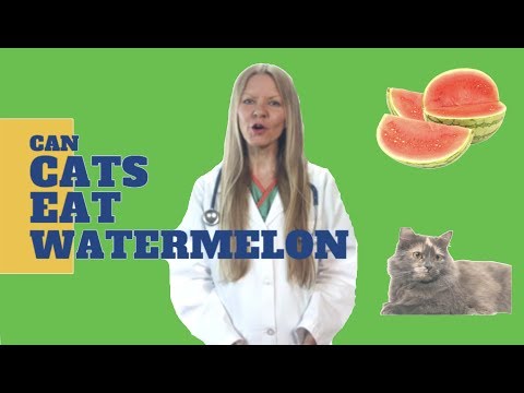 Can Cats Eat Watermelon? (2019) - YouTube