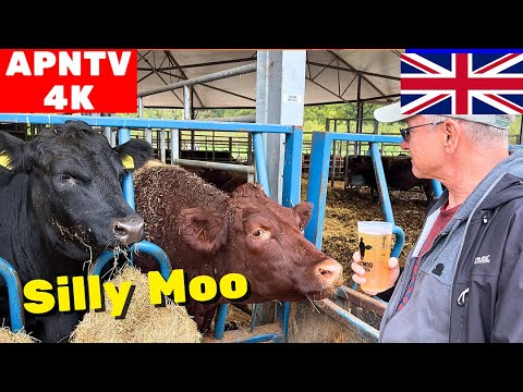 Silly Moo Cider, Trenchmore Farm Autumn Market 2025 Micro vlog.