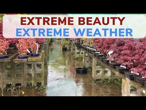 Extreme Beauty, Extreme Weather