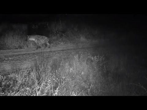 Djuma: Lone Hyena getting drink at newer pan - 02:14 - 07/02/20