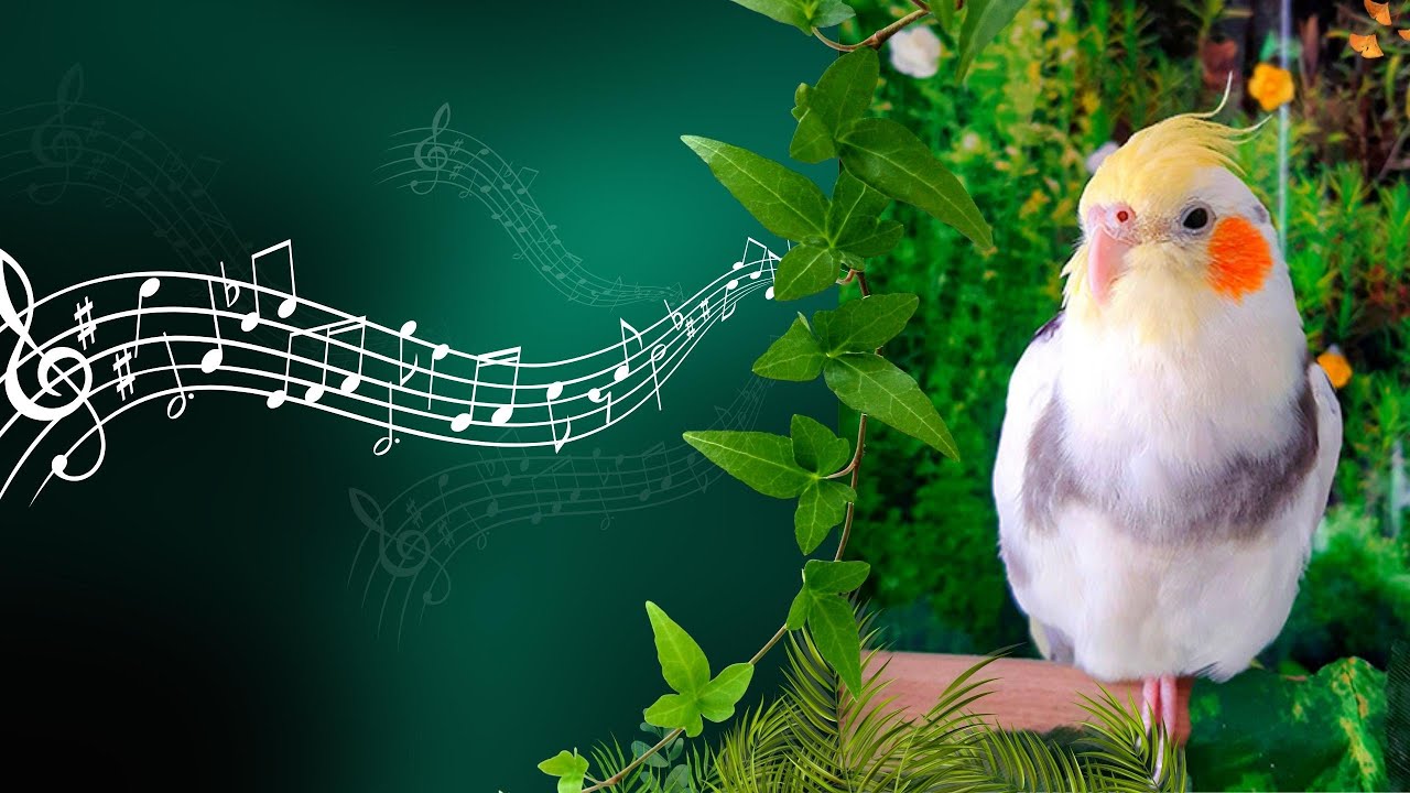 Happy cockatiel singing in nature for 2 hours 🌿