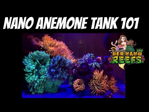 Nano Anemone Tank 101