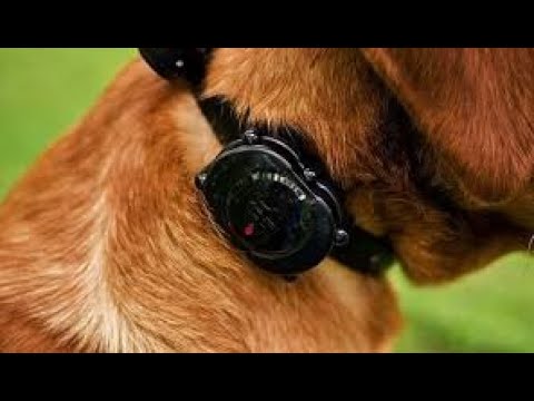 YouTube video about: Are vibrating collars safe for dogs?