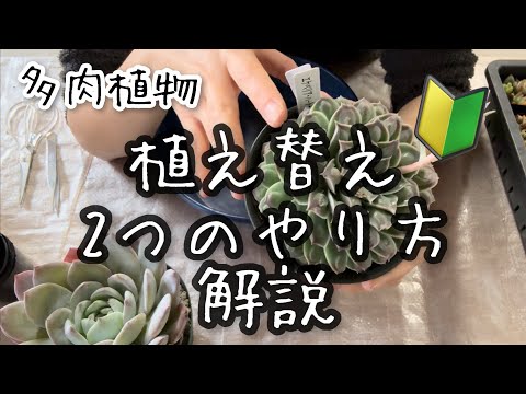 この春、多肉植物の植え替えはいつ頃できるでしょうか？植え替えを成功させるための重要なステップ  庭園