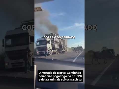 Alvorada do Norte: Caminhão boiadeiro pega fogo na BR-020 e deixa animais soltos na pista