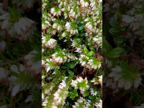 #431 | #LikeUniverse | #Flower | #Kadir