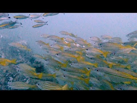 Scuba Dive at Inchcape 1 wreck near Royal Beach next to Dibba, Fujairah | Trip to Dubai, UAE 2021