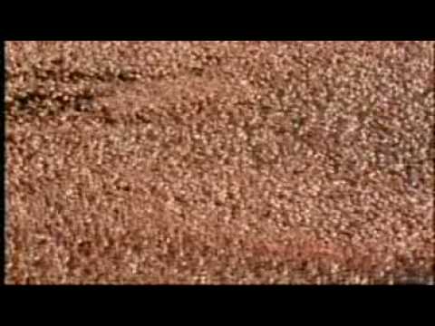 flamingo lesser baboon