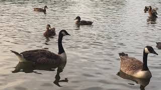 Pretty little birds - SZA (my own music video)