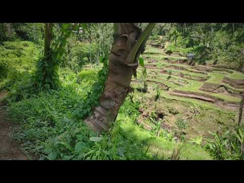 Tegalalang Rice Terrace: Beautiful rice terrace in Ubud Bali