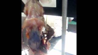 Lo-loco-locomotion. :3