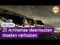 25 Arnhemse vleermuizen moeten verhuizen