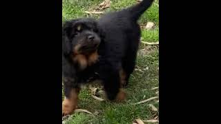 Tibetan Mastiff Puppies Videos