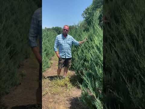 #TreeTipTuesday - Virginia Burkii Growing Process