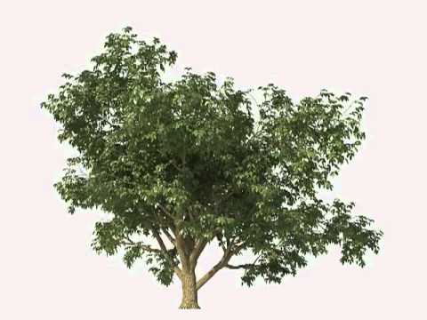maxtree windtree 013