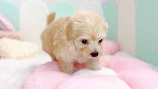 ハーフ犬の動画01