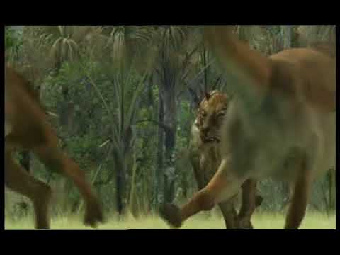 Walking with Beasts Se1 - Ep05 Sabre Tooth - Part 07