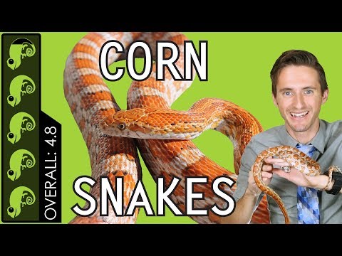 Užovka kukuričná (Pantherophis guttatus) — najlepší plaz do chovu?