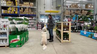 Download Lagu Pyrenees/Husky Mix, 5 y/o, Clifford | Best Large Breed Training | Off Leash K9 Training Thumbnail