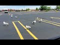Feeding The Seagulls McDonald S Fries