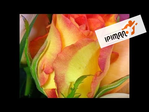 Musica strumentale sottofondo - The sweetest flower - Ipiman -