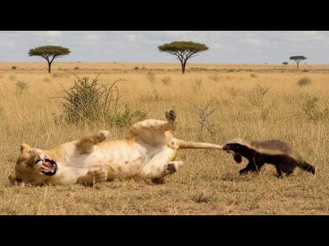 When a Lioness Messes With the Wrong Honey Badger