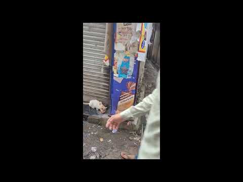 Cat Feeding Video 😺😻😍meow ♥️❤️😋# Like,share,comment, FOLLOW # Subscribe to my channel& TURNON 🔔 icon