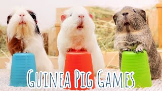 10 Games Your Guinea Pigs Will Love