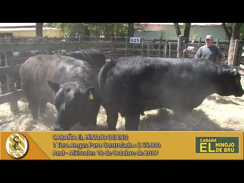 18-10-17 Venta de Toros Angus P.C. - Cabaña El Hinojo de Bru - Azul