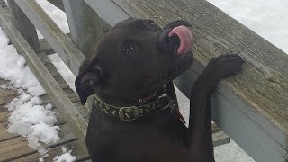 preview picture of video 'Fearful 3 Year Old Pit Bull Magie Before/After Video | Harrisonburg Dog Trainer'