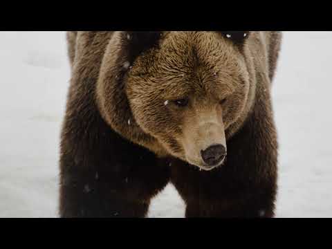 "Bears" by Linda Niamath