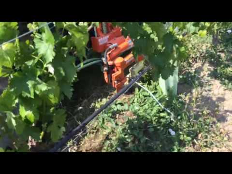 Scalzatore Braun Interceppo