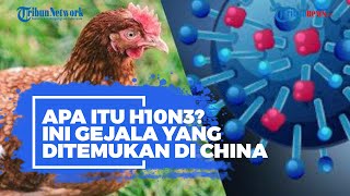 Apa Itu H10N3? Ini Gejala Jenis Flu Burung yang Ditemukan di China
