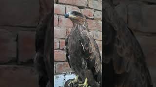 Golden Eagle For Sale (+92-3002645282)