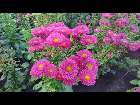 Flower 🌺🌻🌹🌷