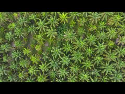 aerial view on plantation of palm trees, background 4k