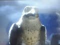 Stuart Little 2 Falcon