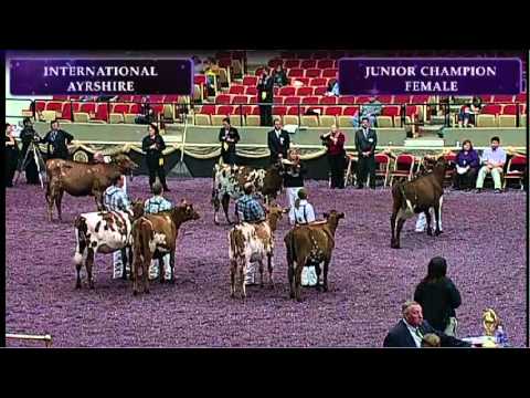 Ayrshire Show - 117 & 118 Junior Champion & Reserve of the Open Show
