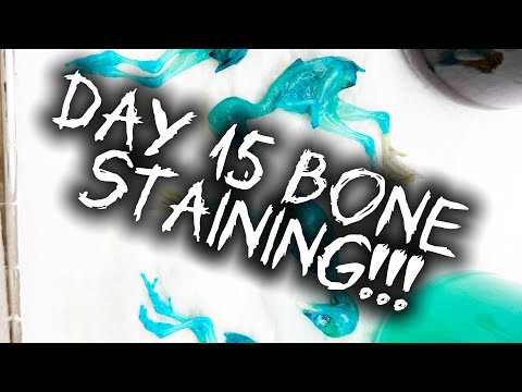 Transferring the specimens to the bone stain! 🩻🐣