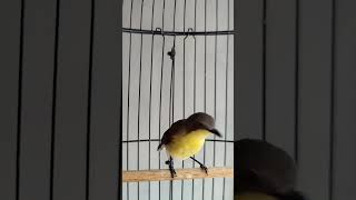 Download lagu pancingan suara remetuk laut mp3 Download lagu pancingan suara remetuk laut mp3