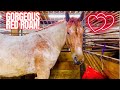 PICKING OUT HORSES TO BUY AT THIS SALE 800 Horses