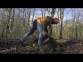 Wind, water en knagende kevers kosten ruim honderd bomen in Kralingse Bos het leven